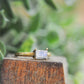 Hannah Minimal Facet Ring